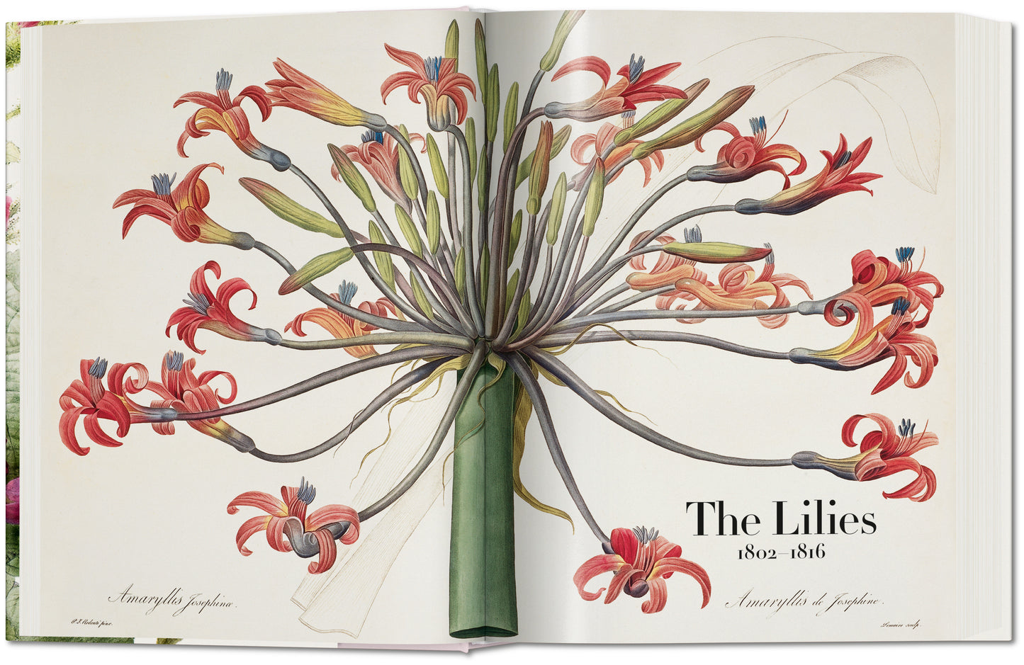 REDOUTÉ. THE BOOK OF FLOWERS