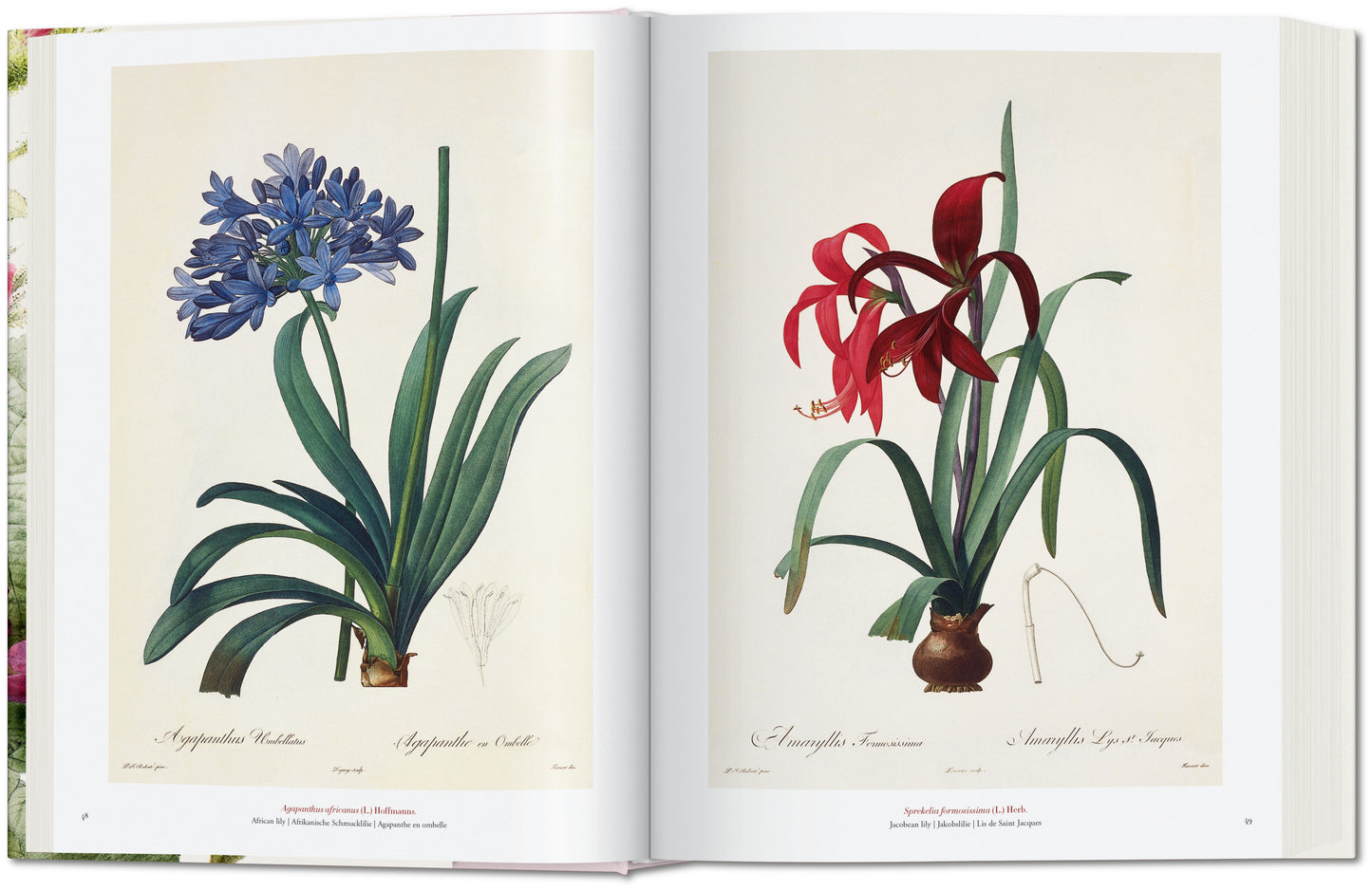 REDOUTÉ. THE BOOK OF FLOWERS