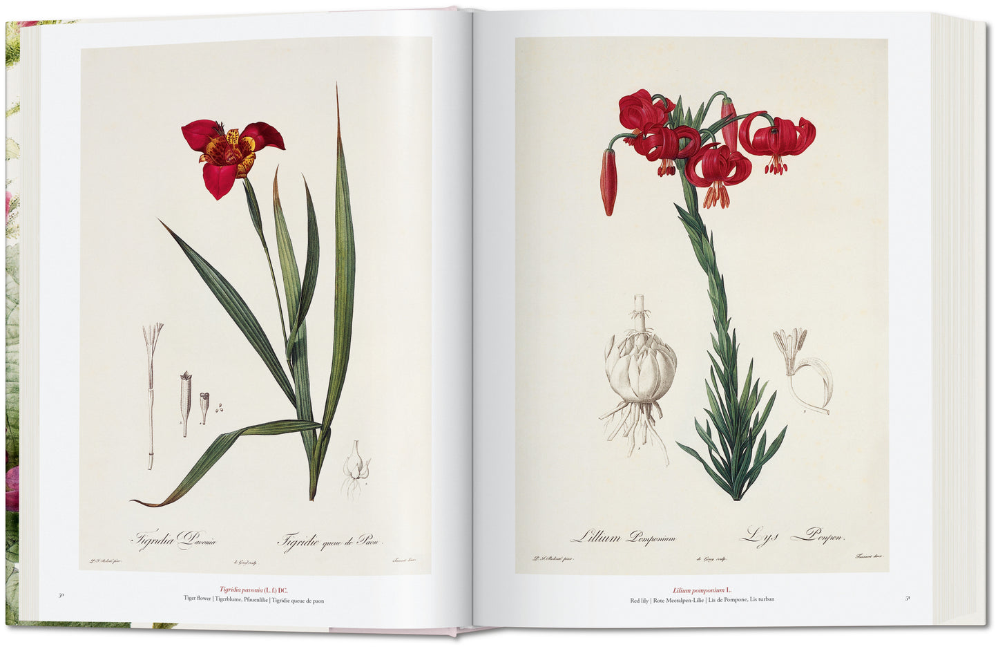 REDOUTÉ. THE BOOK OF FLOWERS