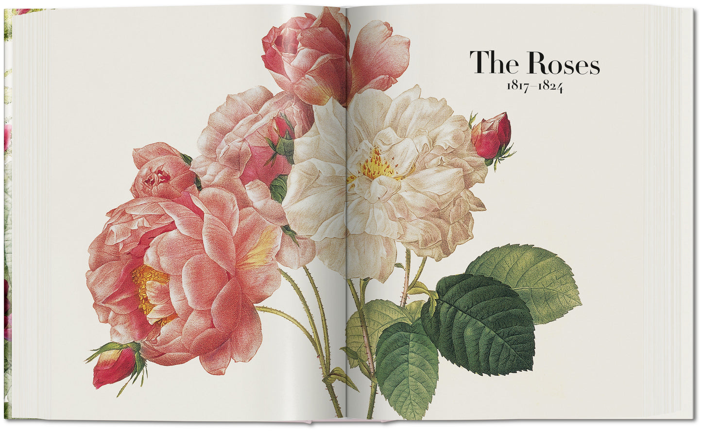 REDOUTÉ. THE BOOK OF FLOWERS
