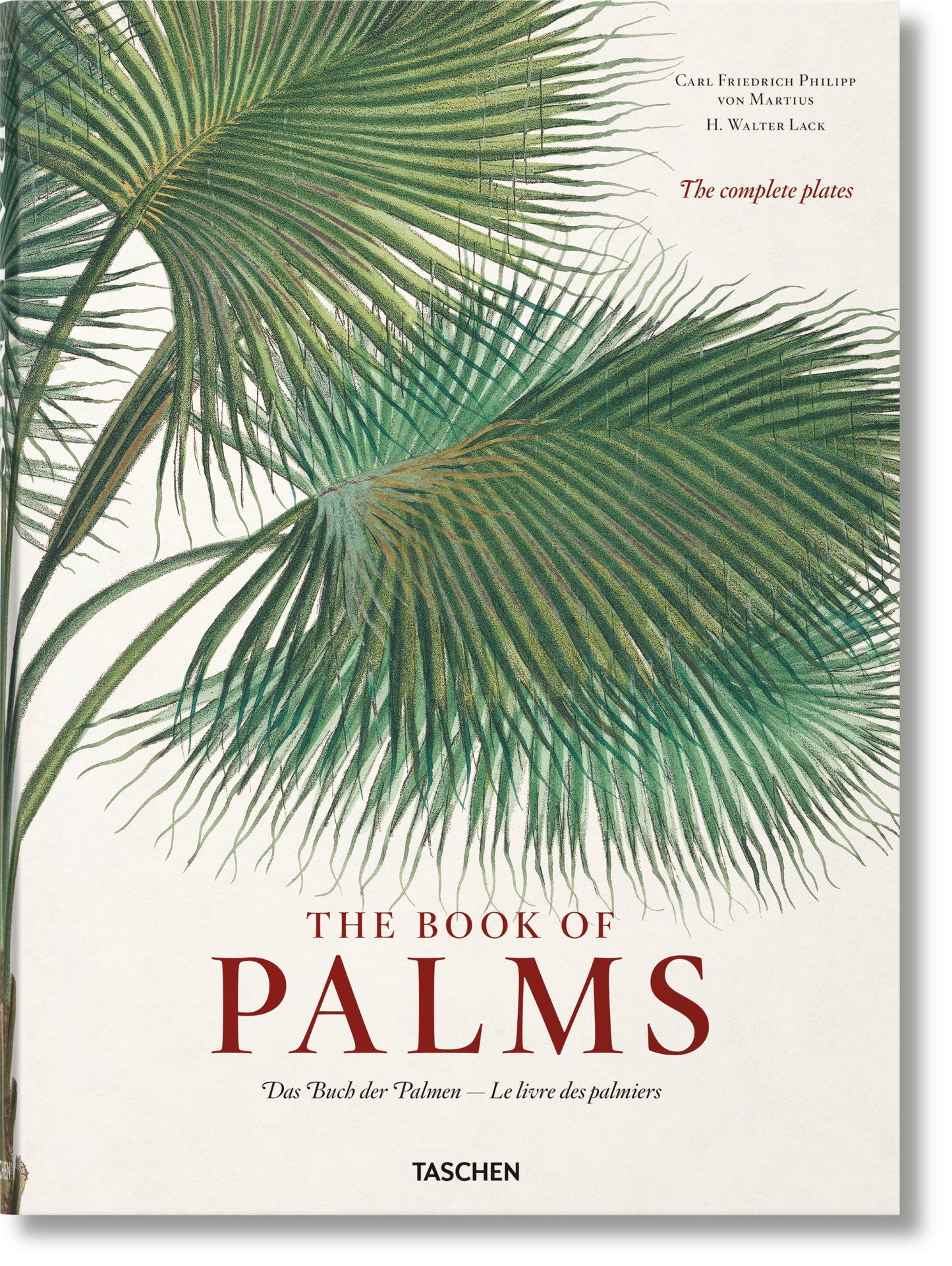 MARTIUS. THE BOOK OF PALMS