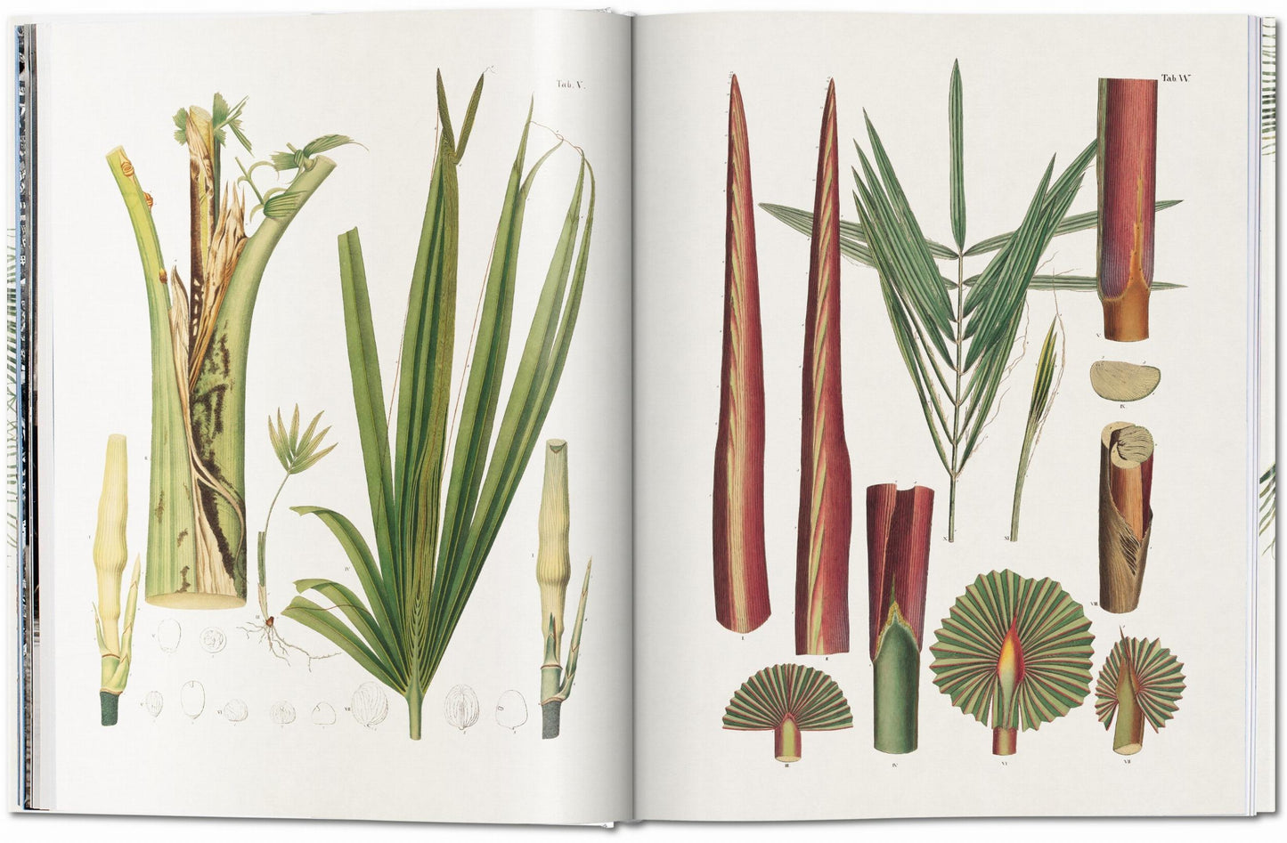 MARTIUS. THE BOOK OF PALMS