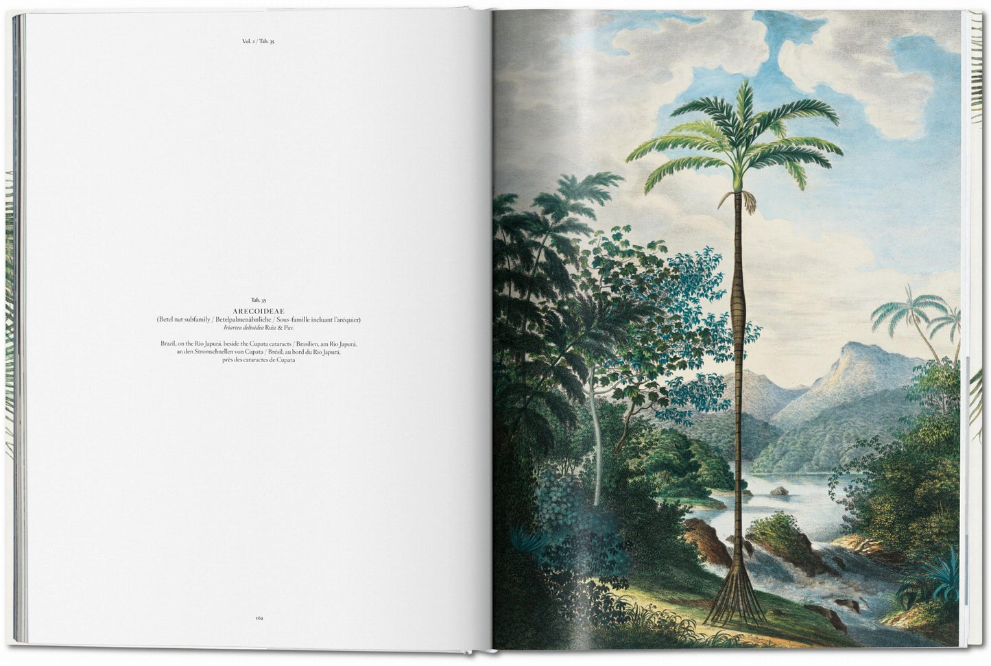 MARTIUS. THE BOOK OF PALMS