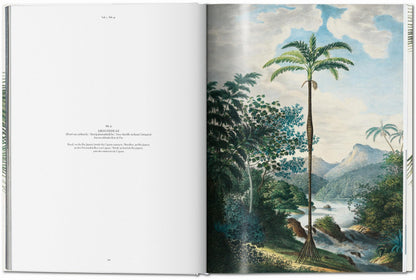 MARTIUS. THE BOOK OF PALMS